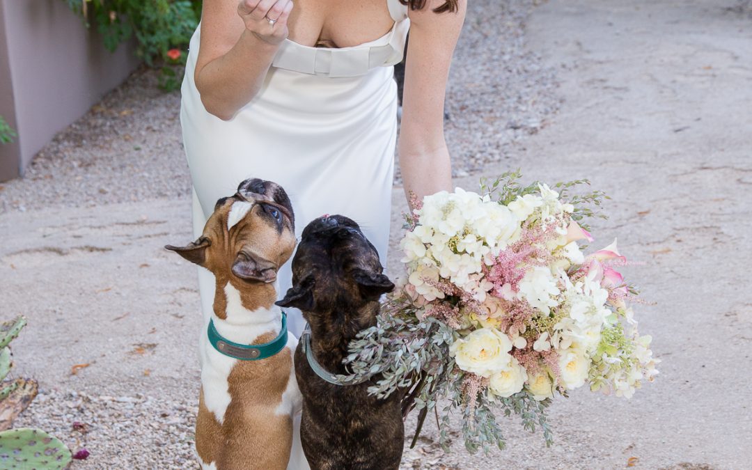 Hermosa Inn Dogs & bride for Martha Stewart Wedding Magazine